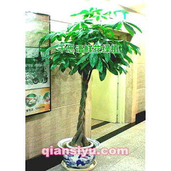 ʻʻ